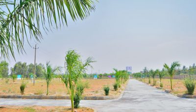 uttar_bluejay bluejay